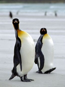 king-penguins_793_600x450